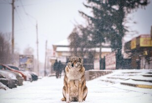 Без лютих морозів, але з мокрим снігом і ожеледицею: прогноз погоди на вихідні