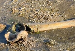 Обміління річок у Європі: в Дунаї виявили рештки мамонта, на Рейні виникли проблеми з судноплавством